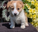 Small Photo #14 Pembroke Welsh Corgi Puppy For Sale in GOSHEN, IN, USA