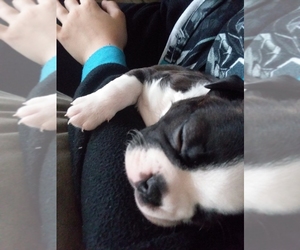 Boston Terrier Puppy for sale in ROSEBURG, OR, USA