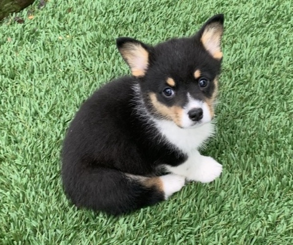 Medium Photo #8 Pembroke Welsh Corgi Puppy For Sale in BURLESON, TX, USA