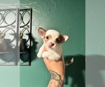 Puppy Diamond Chihuahua