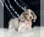 Puppy Helena ACA Dachshund