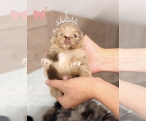 Pomeranian Puppy for sale in EASTVALE, CA, USA