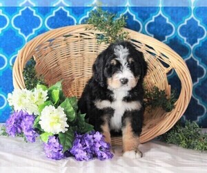 Bernedoodle Puppy for sale in FREDERICKSBURG, OH, USA