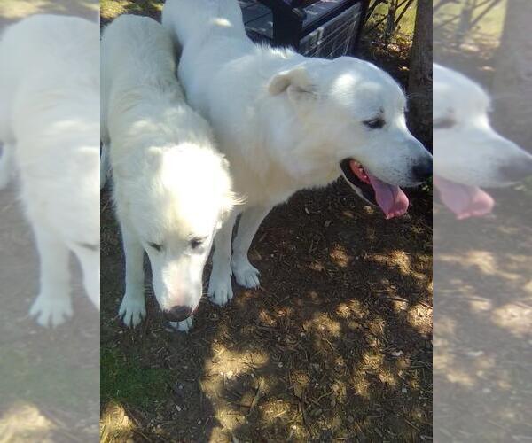Medium Photo #9 Great Pyrenees Puppy For Sale in Spring, TX, USA