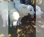 Small #8 Great Pyrenees