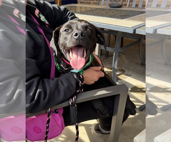 Medium Photo #4 Mutt Puppy For Sale in Germantown, OH, USA