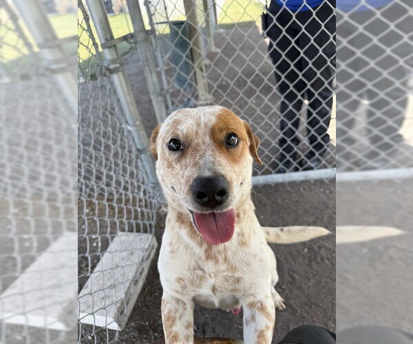 Medium Photo #1 Mutt Puppy For Sale in Corpus Christi, TX, USA