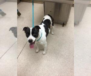 American Pit Bull Terrier-Unknown Mix Dogs for adoption in Riverside, CA, USA