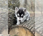Small Photo #22 Pomsky Puppy For Sale in STAPLES, MN, USA