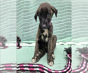 Labrador Retriever-Unknown Mix Dogs for adoption in Grovetown, GA, USA