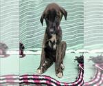 Small Labrador Retriever Mix