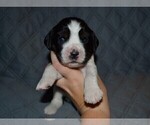 Small Photo #18 English Springer Spaniel Puppy For Sale in LITCHFIELD, MN, USA