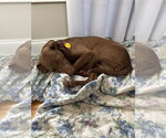 Small #3 Labrador Retriever Mix