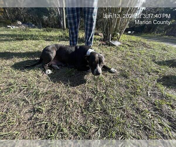 Medium Photo #1 American Pit Bull Terrier Puppy For Sale in Ocala, FL, USA