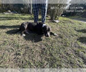 American Pit Bull Terrier Dogs for adoption in Ocala, FL, USA