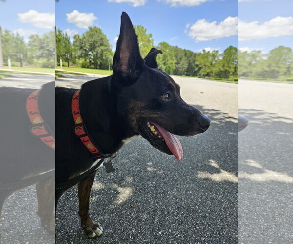 Medium Photo #2 Mutt Puppy For Sale in Sanford, FL, USA