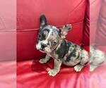 Puppy 2 French Bulldog