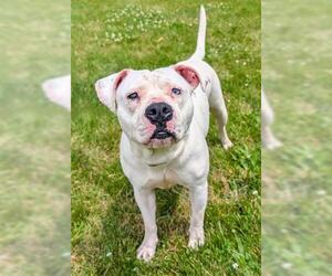 American Pit Bull Terrier Dogs for adoption in Akron, OH, USA