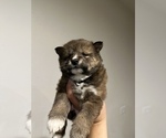 Small Photo #2 Shiba Inu Puppy For Sale in CHINO, CA, USA