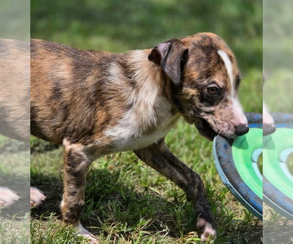 Medium Photo #4 Catahoula Leopard Dog-Unknown Mix Puppy For Sale in Anniston, AL, USA