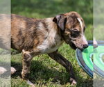 Small #3 Catahoula Leopard Dog Mix