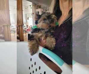 Yorkshire Terrier Puppy for sale in CEDAREDGE, CO, USA