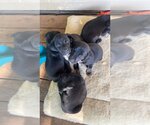 Small #3 Labrador Retriever Mix
