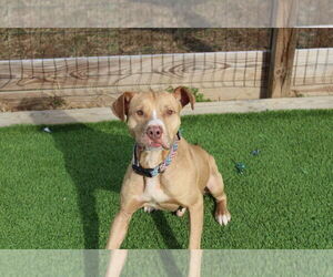 Oatie - Male Mutt Dog for Adoption - Photo #12
