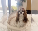 Small Photo #6 Shih Tzu Puppy For Sale in MONTCLAIR, CA, USA