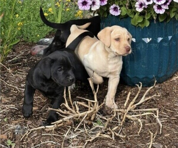 Medium Photo #2 Labrador Retriever Puppy For Sale in CHEHALIS, WA, USA
