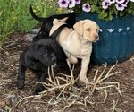 Small #1 Labrador Retriever