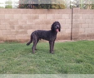 Father of the Bernedoodle puppies born on 02/07/2024