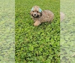 Small #4 Poodle (Toy)