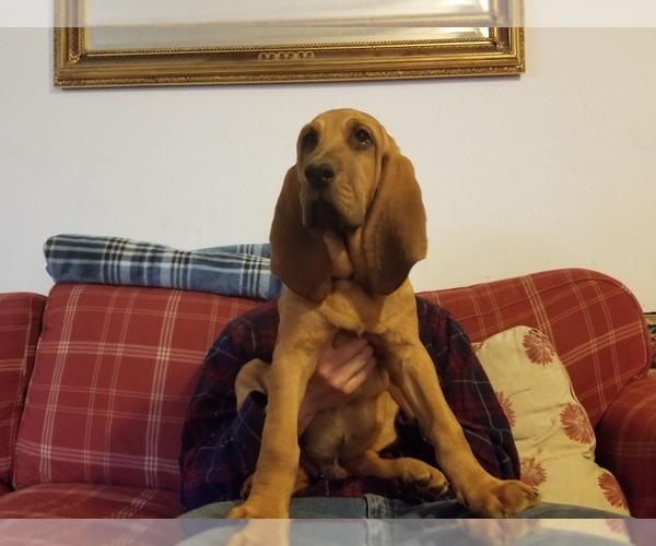 Medium Photo #1 Bloodhound Puppy For Sale in KENBRIDGE, VA, USA