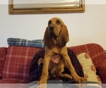 Small Photo #1 Bloodhound Puppy For Sale in KENBRIDGE, VA, USA