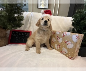 Golden Retriever Puppy for sale in KINGWOOD, TX, USA