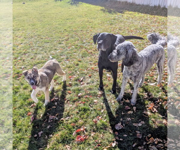 Medium Photo #7 Mutt Puppy For Sale in Sandy, UT, USA