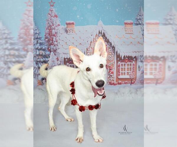 Medium Photo #1 Sibercaan Puppy For Sale in Forestville, MD, USA