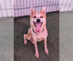 Mutt Dogs for adoption in Sacramento, CA, USA
