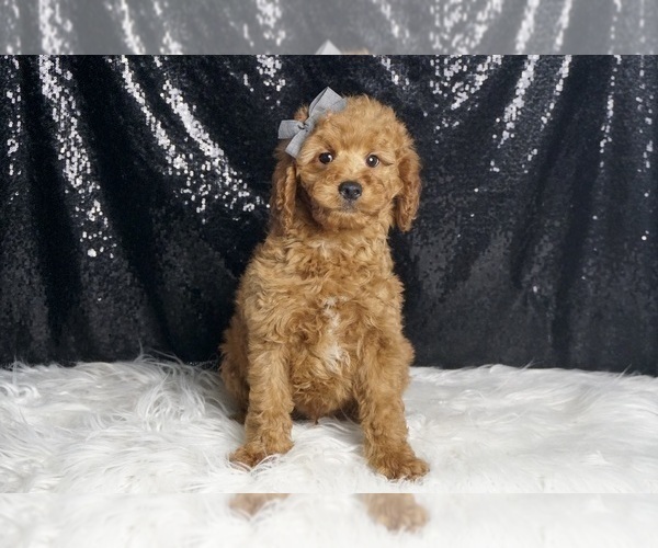 Medium Photo #2 Goldendoodle (Miniature) Puppy For Sale in WARSAW, IN, USA