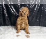 Small Photo #80 Goldendoodle (Miniature) Puppy For Sale in WARSAW, IN, USA