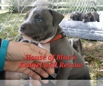 Small Photo #2 American Pit Bull Terrier Puppy For Sale in DELAWARE, OH, USA