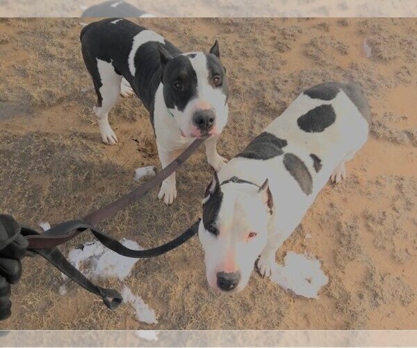 Medium Photo #1 Bull Terrier-Unknown Mix Puppy For Sale in Yoder, CO, USA