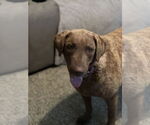 Small #1 Chesapeake Bay Retriever