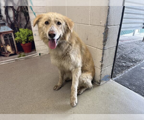 Medium Photo #1 German Shepherd Dog Puppy For Sale in San Bernardino, CA, USA