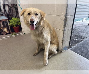 German Shepherd Dog Dogs for adoption in San Bernardino, CA, USA