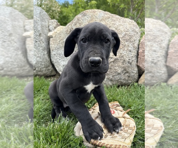 Medium Photo #4 Great Dane Puppy For Sale in MIDDLEBURY, IN, USA