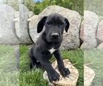 Small #3 Great Dane