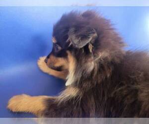 Pomeranian Puppy for sale in TITUSVILLE, FL, USA