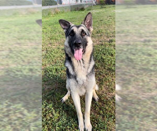 Medium Photo #4 German Shepherd Dog Puppy For Sale in Rosenberg, TX, USA